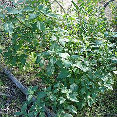 solanum americanum